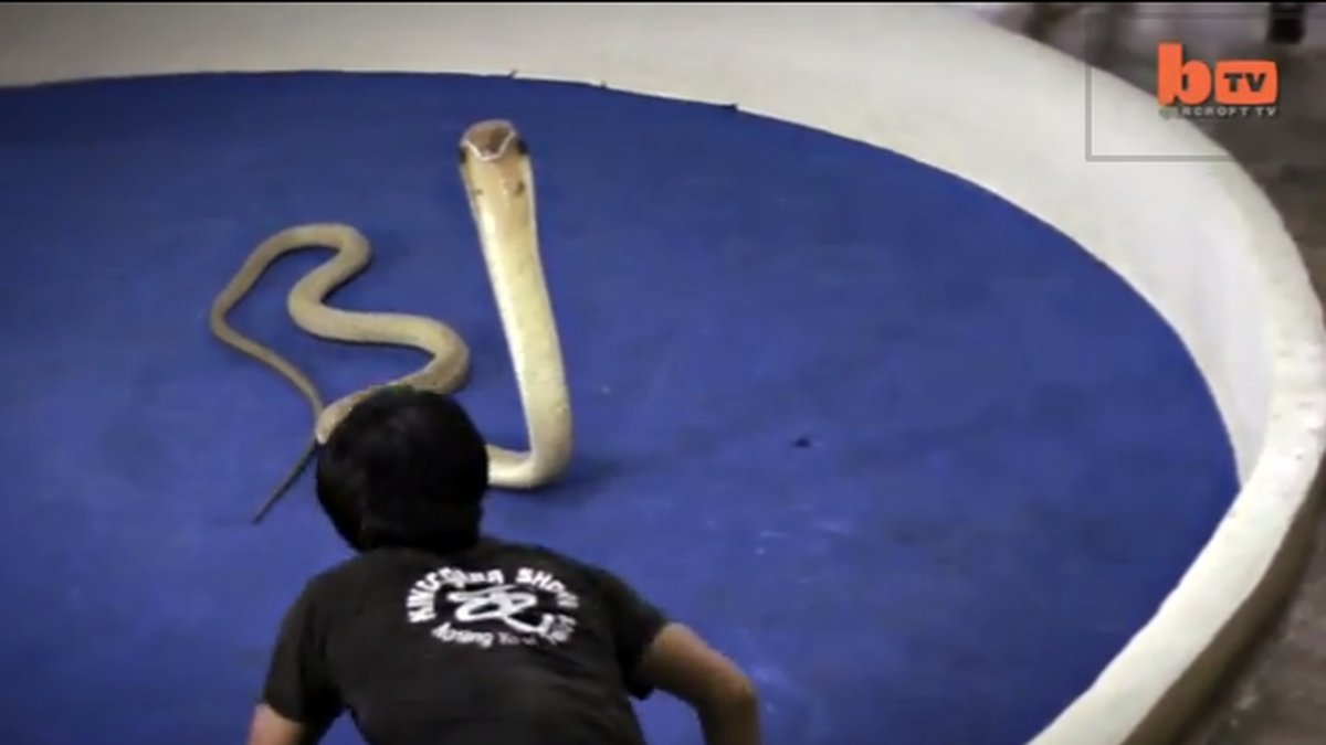 Till en början leker han med ormen.